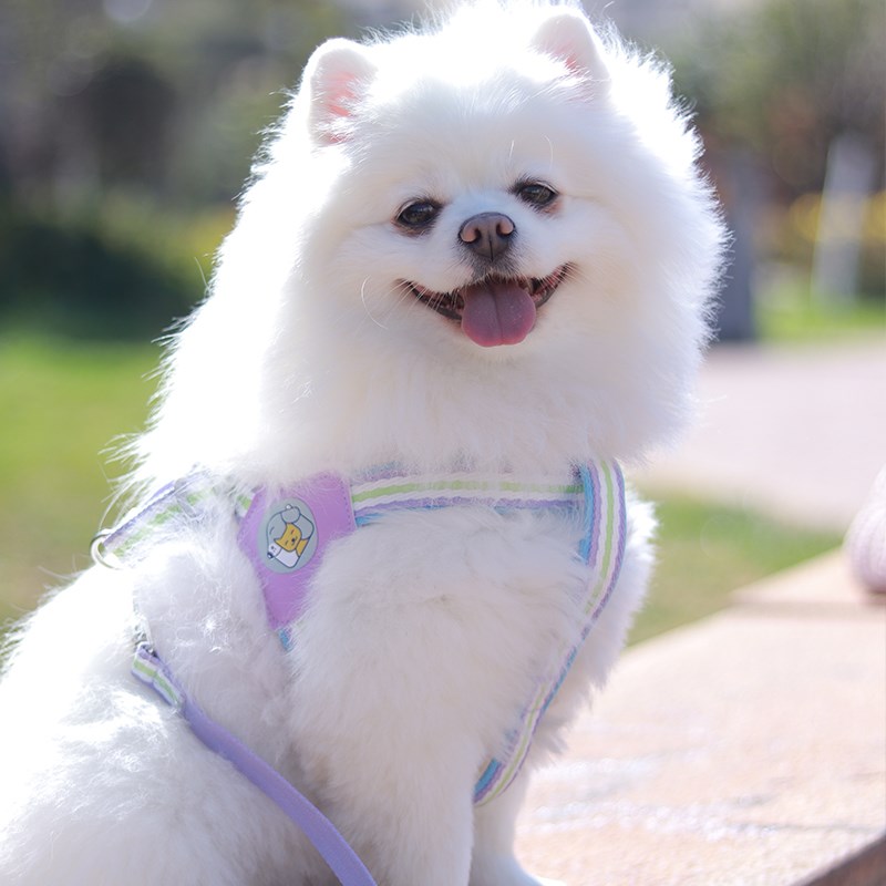 狗狗牵引绳小型犬背心式遛狗绳比熊泰迪宠物胸背带博美防挣脱狗链