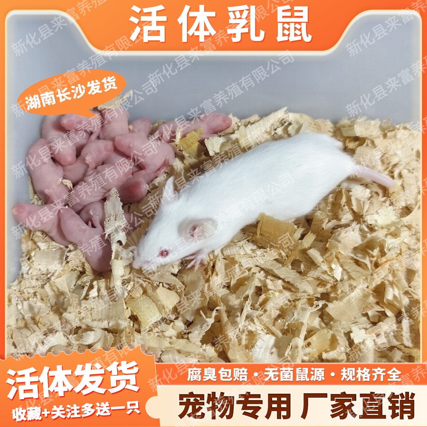 活体乳鼠红粉皮白霜无菌喂角蛙饲料爬虫猫粮小白鼠爬宠顺丰发货