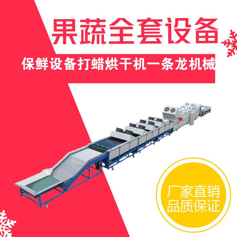 果蔬保鲜设备柑桔脐橙清洗风干打蜡烘干分选机柑橘全自动加工
