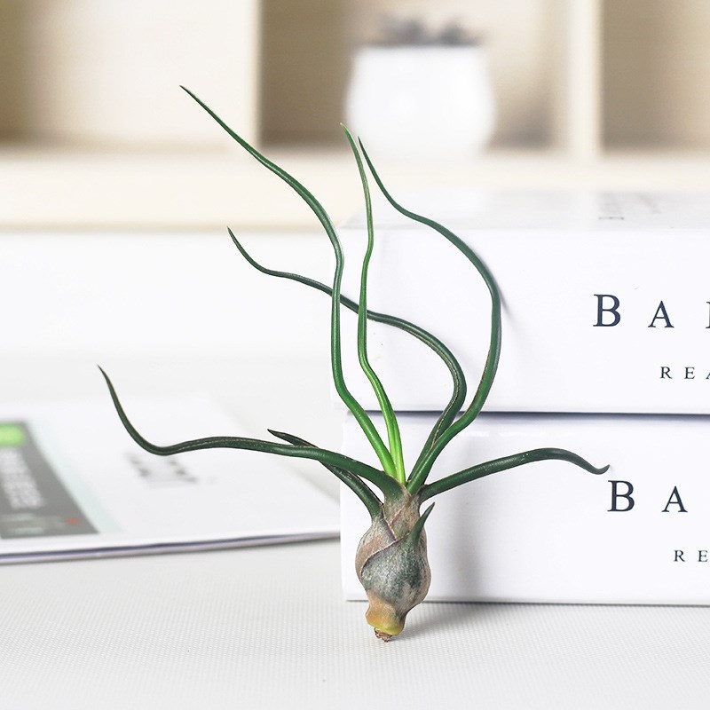 小章鱼空气凤梨无土植物室内耐阴桌面观叶微景观盆栽喷水就活绿植