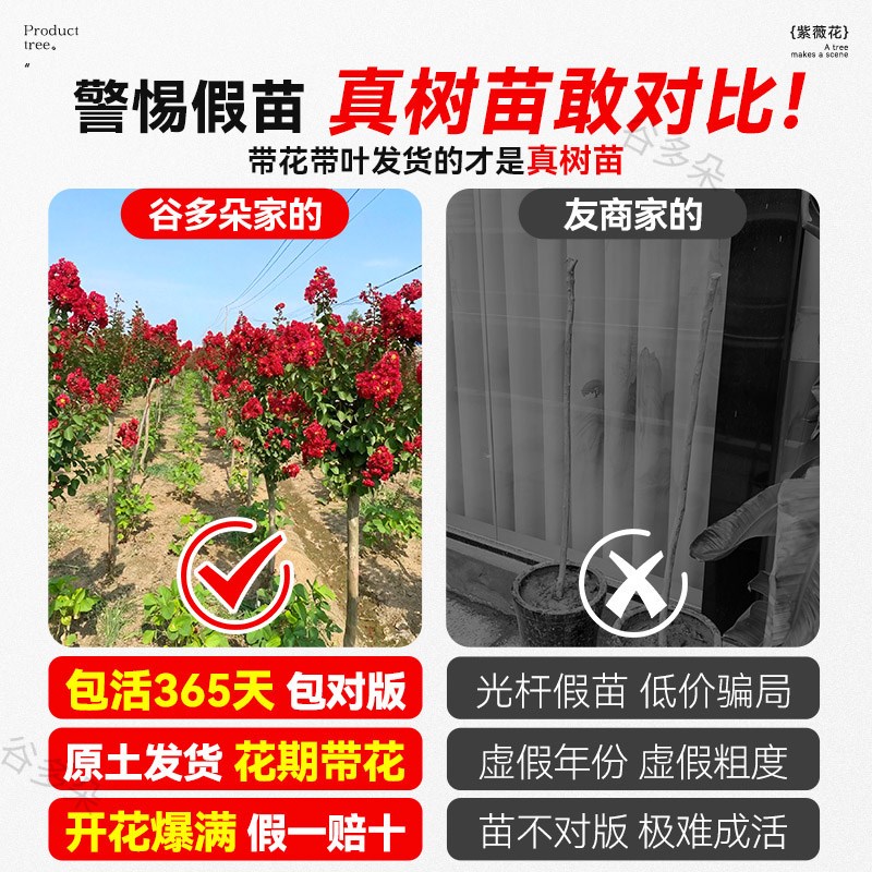 红花紫薇花树苗庭院老桩花卉盆景室外别墅四季常青绿植物丛生盆栽