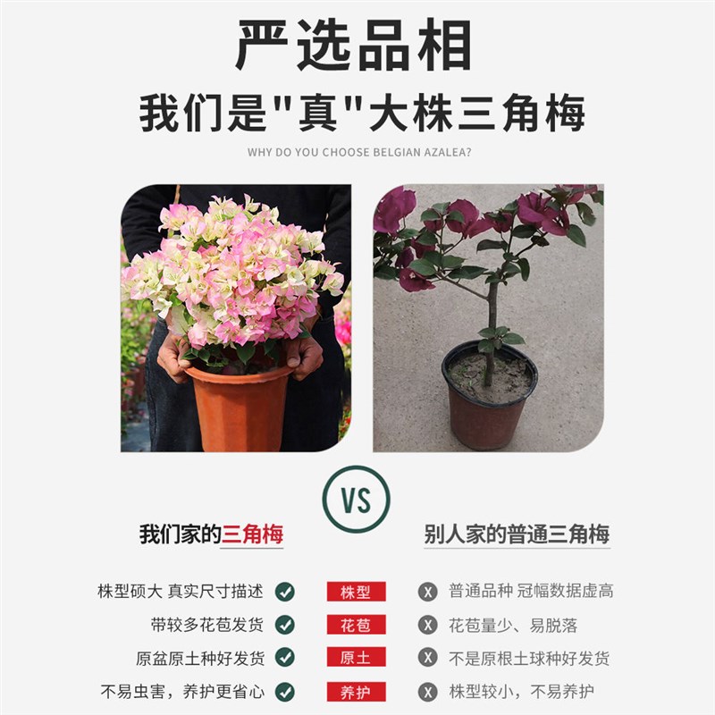 三角梅盆栽绿樱云南紫带花苞四季开花卉老桩阳台室外庭院爬藤植物