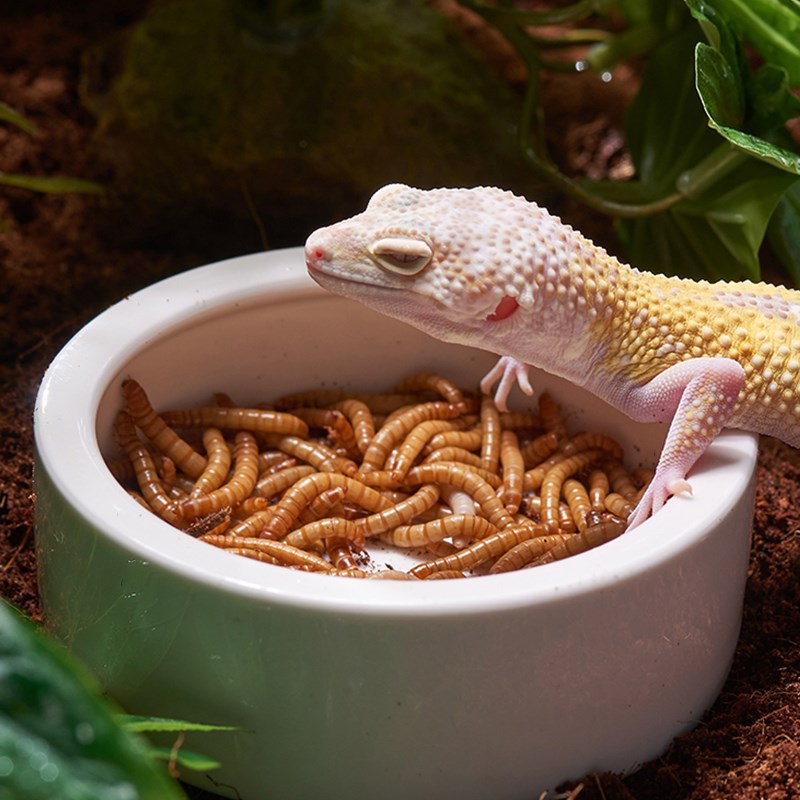 爬宠大小水盆食盆陶瓷懒人乌龟守宫爬宠蜥蜴鬃狮面包大麦虫喂食器