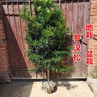 罗汉松树苗四季常青罗汉松庭院别墅植物地栽花卉盆栽绿植可做盆景