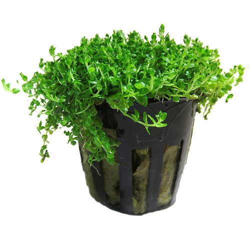 爬地矮珍珠水草植物阴性水草无co2前景鱼缸水草入门淡水造景套餐