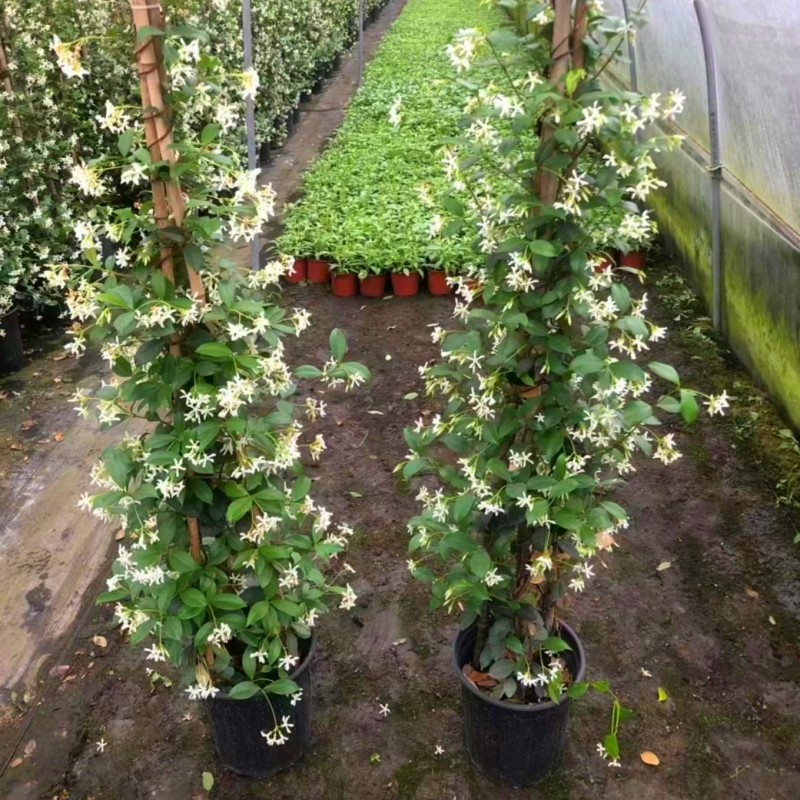 风车茉莉盆栽 阳台庭院耐阴耐寒清香型爬藤花卉植物 原土原盆发货