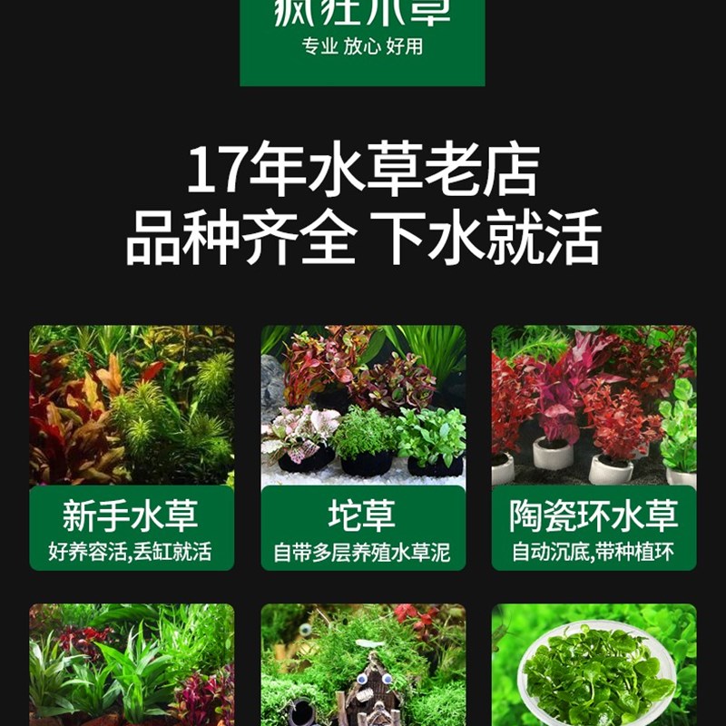 疯狂水草万年藓鱼缸水草植物造景阴性水草水陆缸植物前景水榕水草