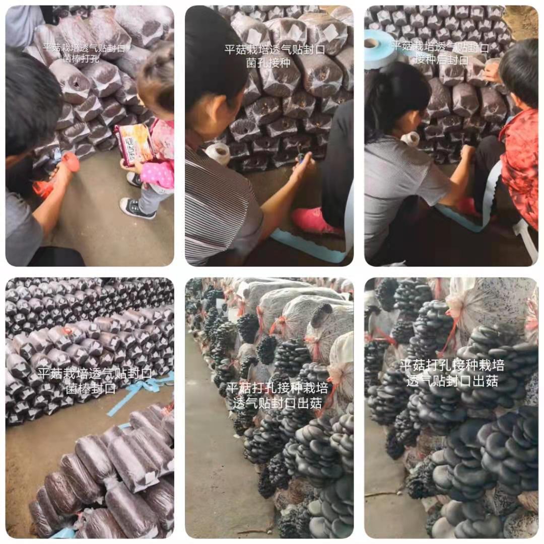 透气贴食用菌平菇封口胶带 木耳透气贴 香菇 粘性好耐高温 可开票