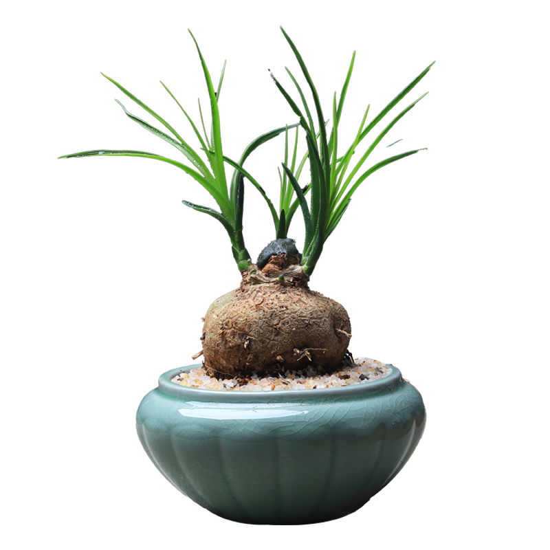 酒瓶兰盆栽中式禅意办公室植物客厅好养净化空气桌面小绿植盆景