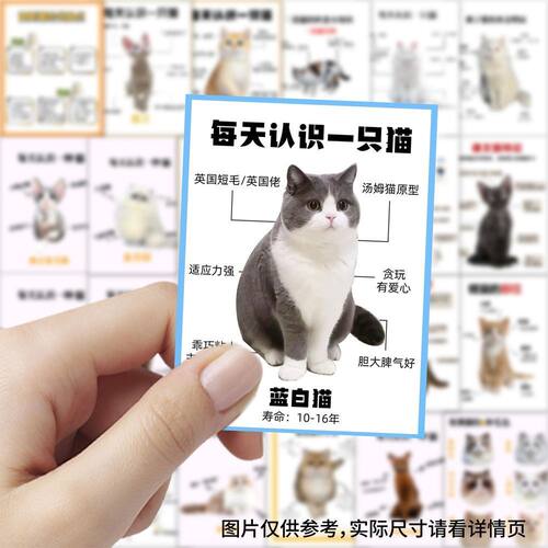 186张每天认识一只猫贴纸可爱知识猫咪手机手账桌面装饰防水贴画