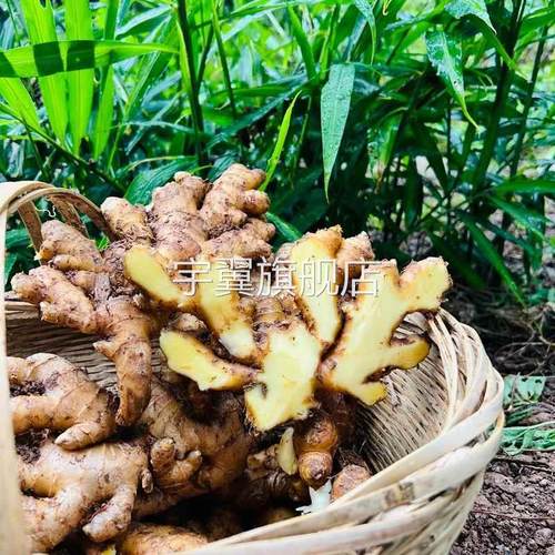 贵州农家特产小黄姜新鲜生姜老姜月子姜嫩子土姜沙鲜仔姜汁多