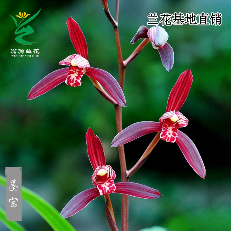 翁源兰花正品四季建兰高档色花墨宝开花浓香好养室内绿植花卉盆栽