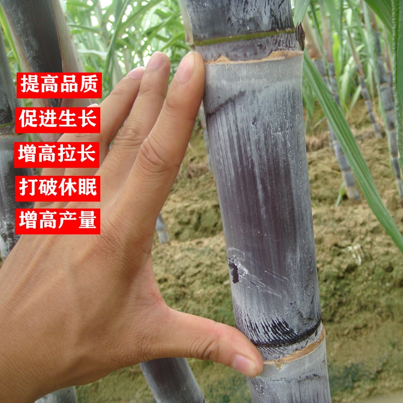 黑皮甘蔗920生长素组合套装水果甘蔗猛长增长灵短变节长节