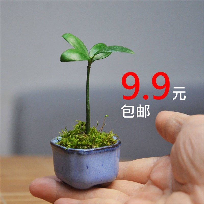 迷你易养拇指厚叶竹柏苗小盆栽室内办公桌书桌茶桌可爱解压绿植物