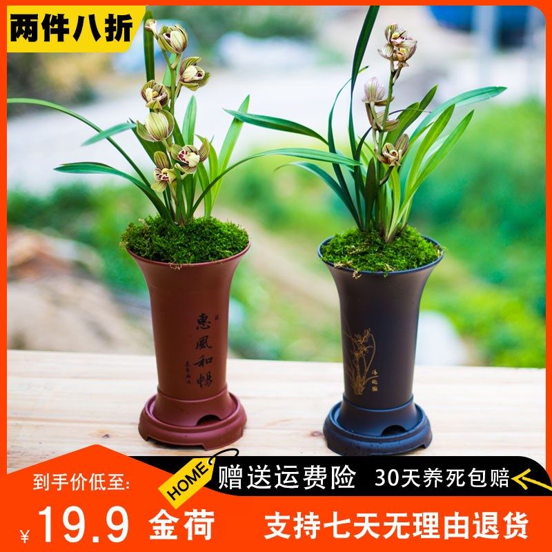 建兰金荷兰苗名贵卉兰草国兰浓香带苞客厅办公室内,鲜花速递/花卉仿真/绿植园艺,国兰/杂交兰/洋兰类,淘宝优惠券,粉丝福利购,淘宝优惠卷