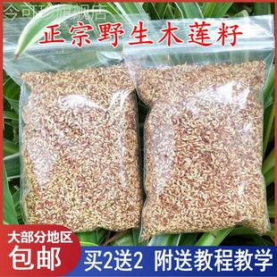 浙江诸暨特产木莲豆腐木莲子野生木莲籽爱玉子冰粉籽薜荔籽凉粉籽