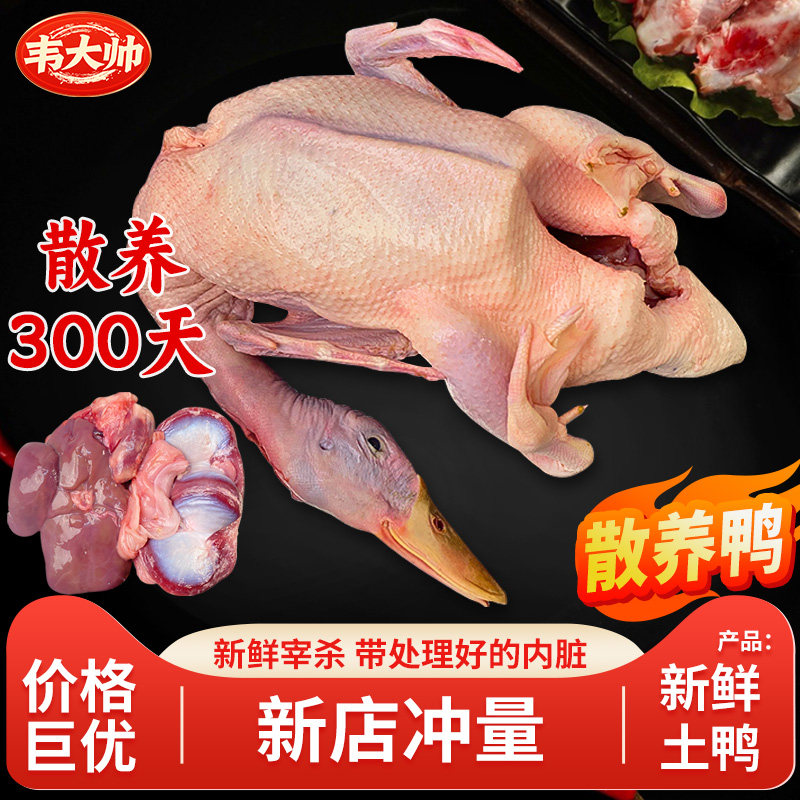 广西老鸭正宗农家散养青头鸭土鸭新鲜现杀整只水鸭麻鸭绿头土鸭子 - 实物图