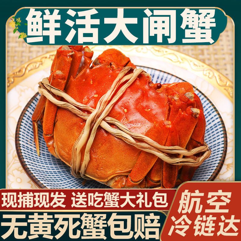 江苏大闸蟹现货养殖户直发鲜活螃蟹精品公母大闸蟹礼盒装8只净重