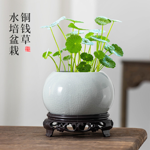 好养哥窑器皿 铜钱草水培绿植物盆栽水养金钱草室内家用办公室四季
