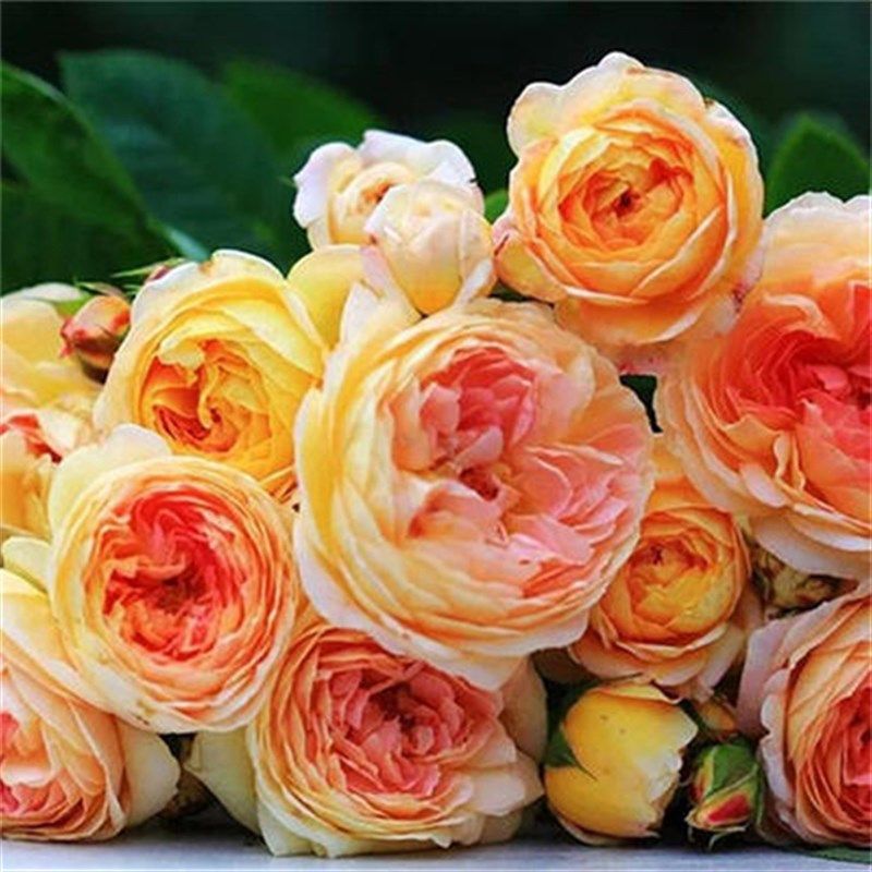 罗曼尼詹森月季扦插花苗变色玫瑰地栽庭院爬藤新手好养多季开花,鲜花速递/花卉仿真/绿植园艺,月季/蔷薇/玫瑰,淘宝优惠券,粉丝福利购,淘宝优惠卷