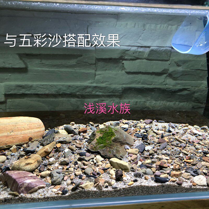 天然原生灰白色砂鼠鱼南美鼠鱼南美鱼缸底沙造景不影响水质包邮