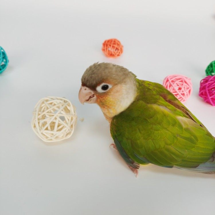 玄凤鹦鹉牡丹虎皮鸟类啃咬玩具鸟笼彩色装饰磨嘴解闷悬挂松果咬串,宠物/宠物食品及用品,鸟玩具,淘宝优惠券,粉丝福利购,淘宝优惠卷