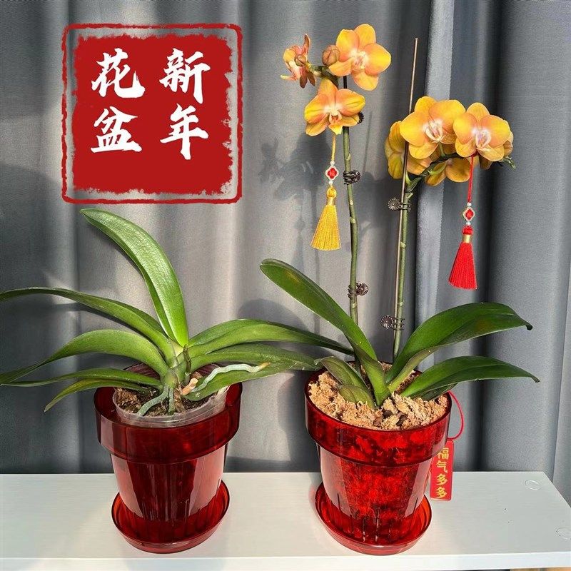 红色透明加厚加硬透气蝴蝶兰文心兰花卉绿植简约喜庆花盆,鲜花速递/花卉仿真/绿植园艺,花盆,淘宝优惠券,粉丝福利购,淘宝优惠卷