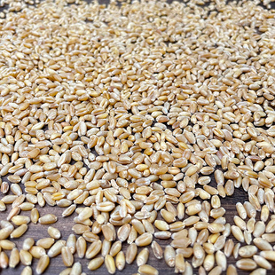 优质鹦鹉粮带皮小麦粒鸟粮鸟食鸡鸭饲料仓鼠粮鸽子斑鸠粮5斤装