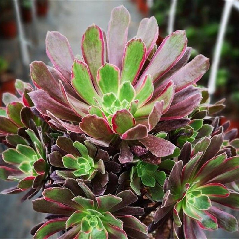 多肉植物新法师三圣蛇女娜迦女王多头手捧花缀化室内桌面花卉盆栽