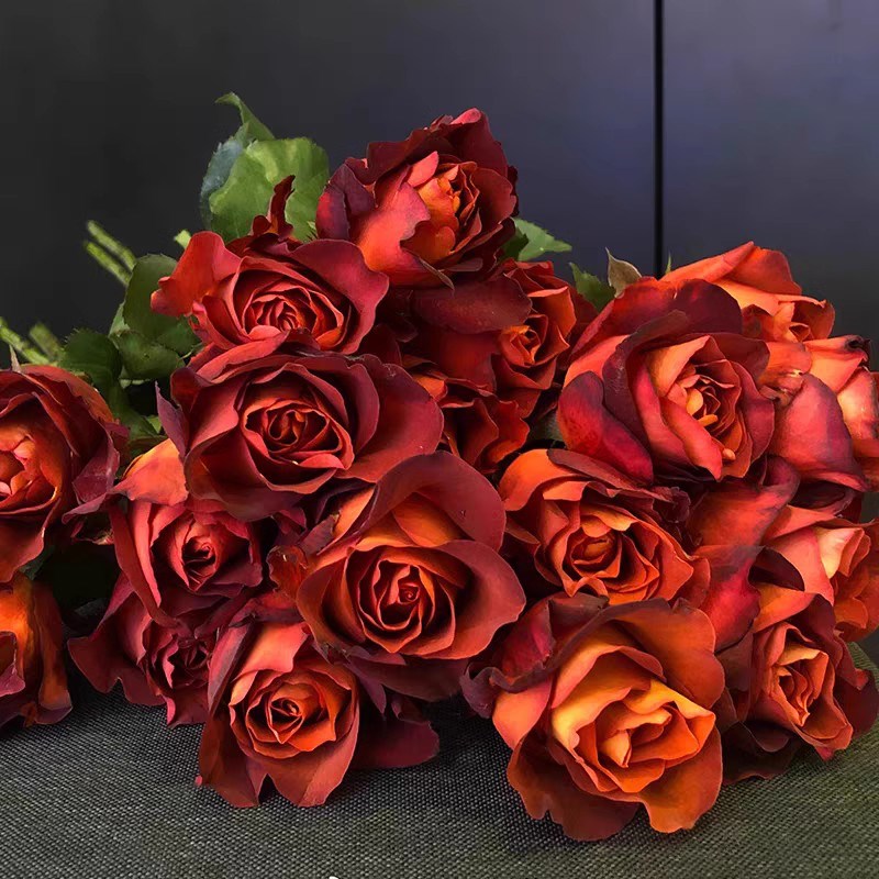 咖啡时间月季花苗四季开花灌木浓香切花月季庭院阳台花卉盆栽玫瑰