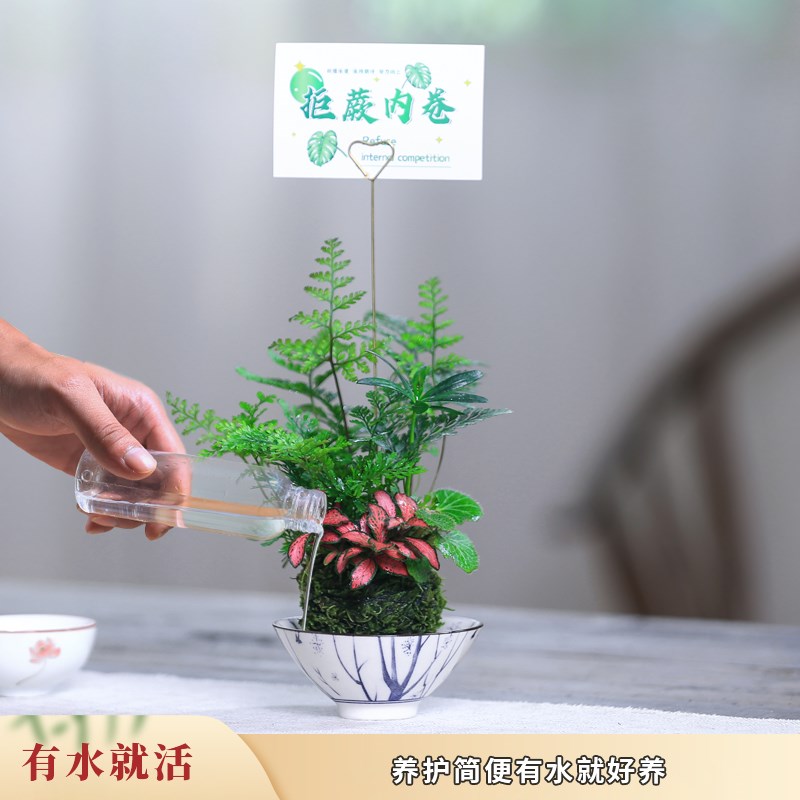 苔玉水培植物桌面狼尾蕨网纹草蕨类植物好养办公室桌面迷你绿植