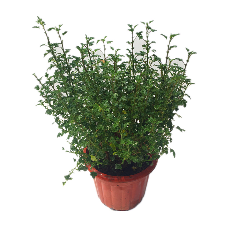 小木槿花苗盆栽阳台庭院花叶木本花卉植物木槿芙蓉盆栽净化空气