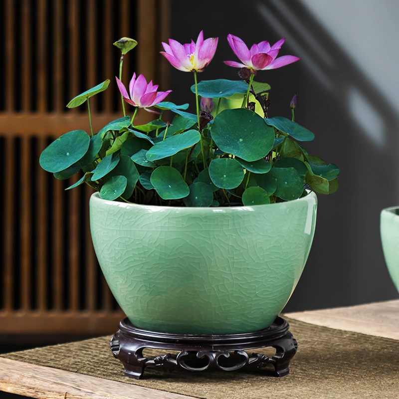 碗莲专用花盆哥窑梅青陶瓷水培水仙花无孔大口径家用客厅带托盘