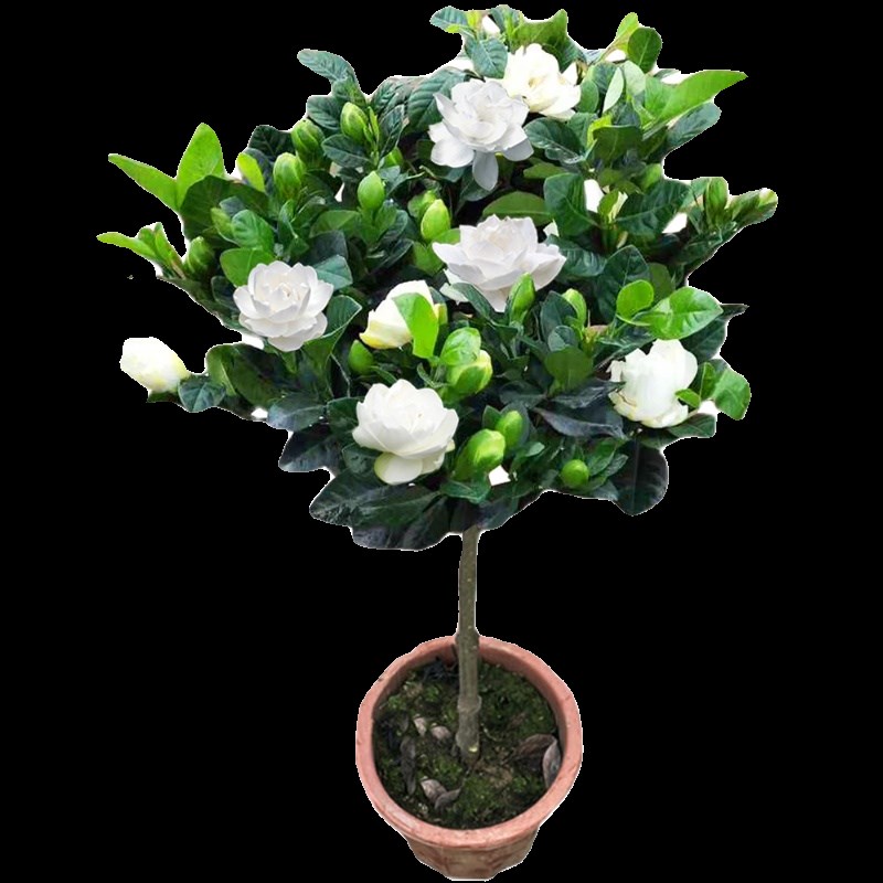 大叶牡丹栀子花盆栽独杆树苗四季开花室内小叶栀子花庭院花卉带花