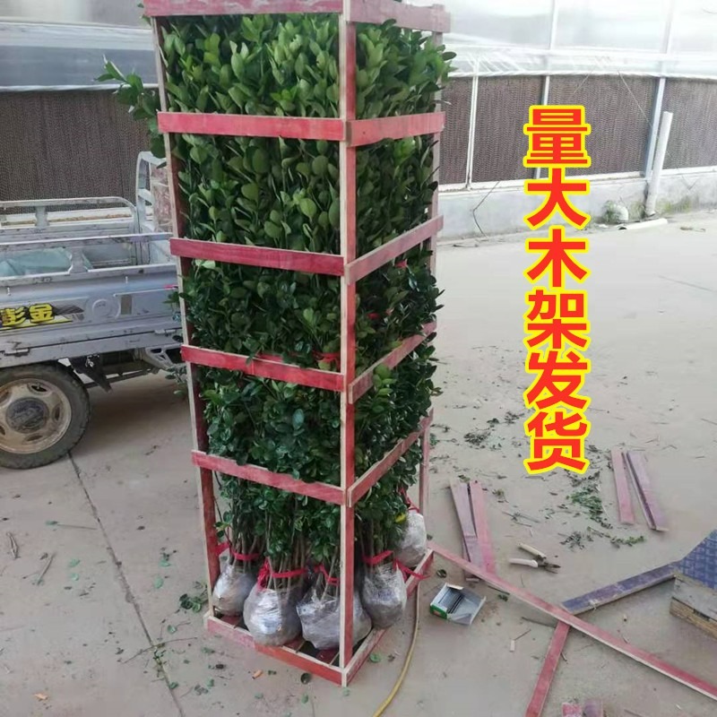 围墙篱笆植物大叶北海道黄杨苗冬青树苗四季常青耐寒庭院绿篱树苗