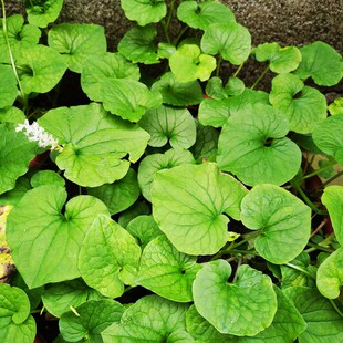 贵州中草药白折耳根 祼蒴全草入药喜半阴湿环境盆栽【2盆更优惠】