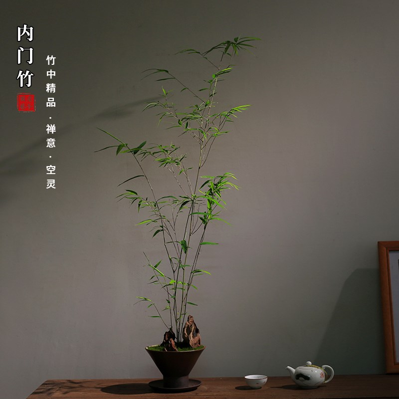 正宗内门竹禅意盆景高端茶室植物室内绿植桌面摆件好养竹子盆栽