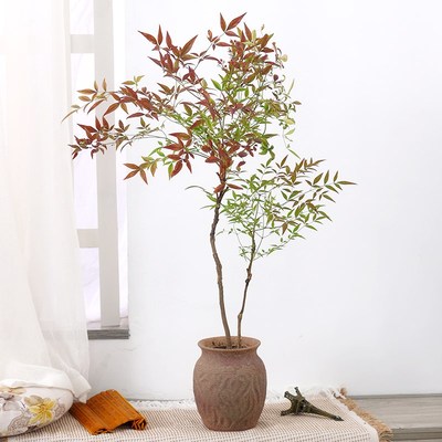 南天竹盆栽客厅绿植室内老桩办公室旺宅大型植物落地式真花好养