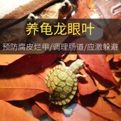 乌龟专用缸浮萍绿植物水草造景养龟生态缸家用房子小别墅晒台用品