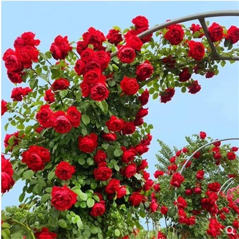 佛罗伦蒂娜爬藤月季四季开花重瓣红色大苗庭院阳台玫瑰花盆栽花卉