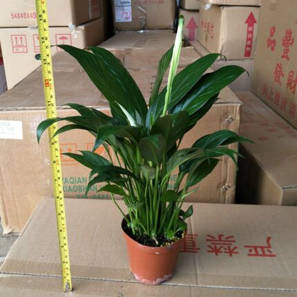 一帆风顺盆栽水养土培都可白掌苗绿色植物净化空气吸附甲醛 带花