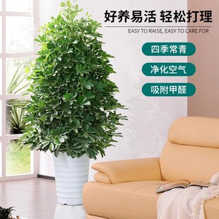 鸭脚木七叶莲丛生造型植物