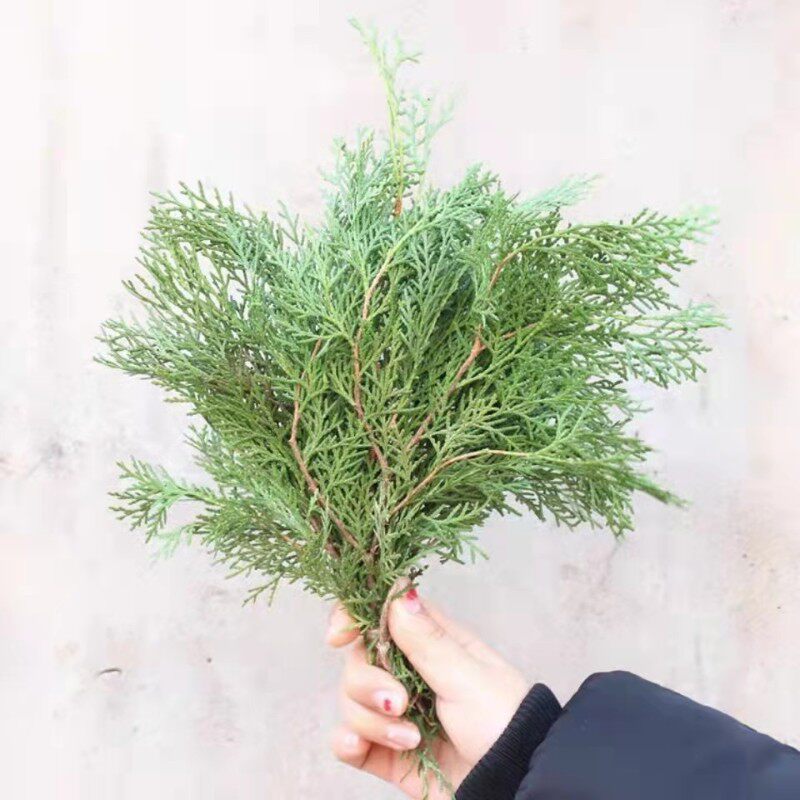 天然绿色松柏枝松针 圣诞节花环圣诞树手作材料 干花礼盒包装装饰