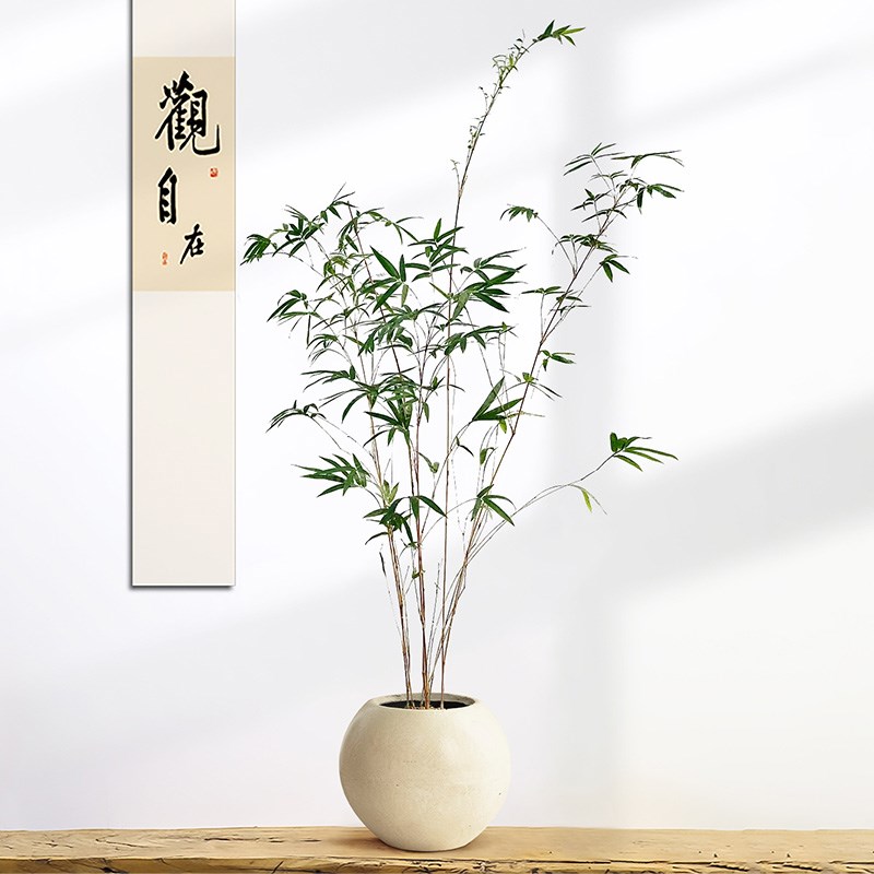 观音竹盆景植物室内桌面盆栽红竹禅意中式绿植茶室书房竹子办公室