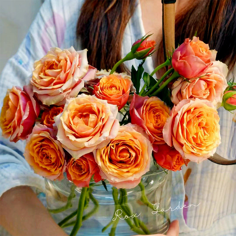 惠惠的花园 阳台微月永远的那不勒斯多季开花不断勤花盆栽玫瑰,鲜花速递/花卉仿真/绿植园艺,月季/蔷薇/玫瑰,淘宝优惠券,粉丝福利购,淘宝优惠卷