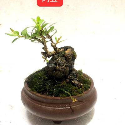 鱼缸水杨梅树花卉盆栽绿植微盆景微怪桩桌摆 坨坨细水培河沙种植