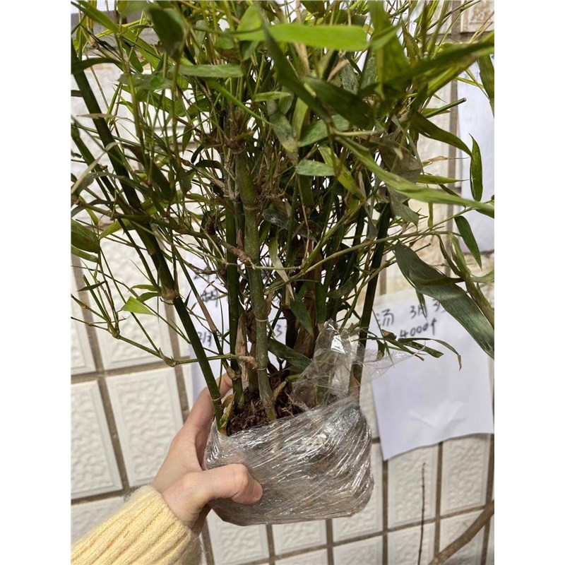 佛肚竹盆栽佛竹罗汉竹矮化竹苗盆景葫芦竹阳台室内观赏绿植竹子苗