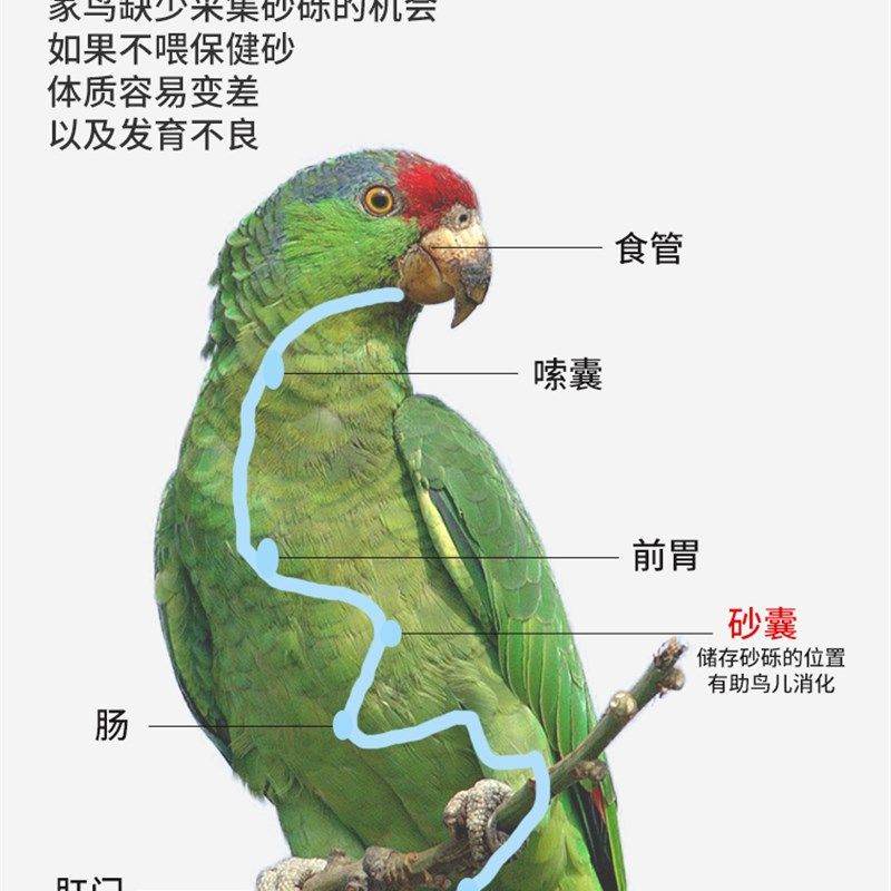 鹦鹉鸟用保健砂玄凤虎皮玉鸟专用保健砂营养沙红土粉补钙小颗粒,宠物/宠物食品及用品,鸟禽其他,淘宝优惠券,粉丝福利购,淘宝优惠卷