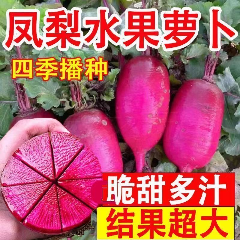 凤梨水果萝卜种子卜夏季四季播生吃紫美人萝卜胭脂萝蔬菜种子大全