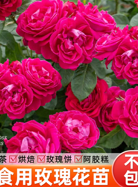 食用玫瑰花苗平阴大马士革带花苞花卉盆栽云南重瓣植物室内鲜花